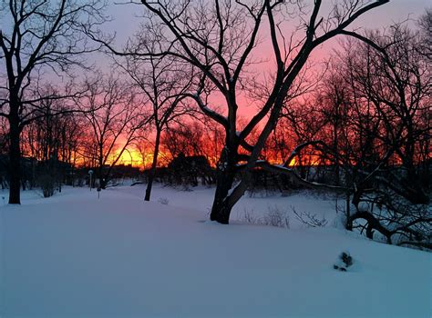 Sunlight Landscape Forest Sunset Nature Snow Winter Branch