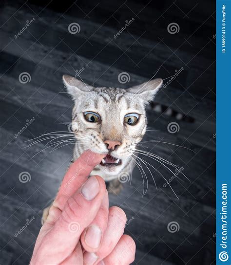 Bengal Cat Biting Finger Stock Image Image Of Feline 188991413