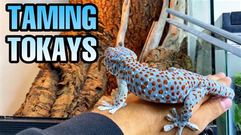Feeding My Tokay Geckos Taming Tokays Youtube