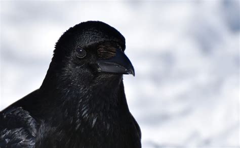 Crows Kidnapped Tested On Killed—help Them Today Peta