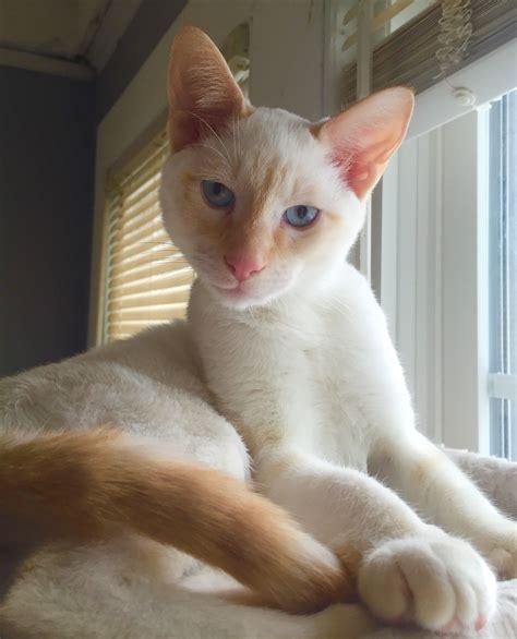 Meet Atticus, a five-month-old red tabby point Siamese | Pretty cats