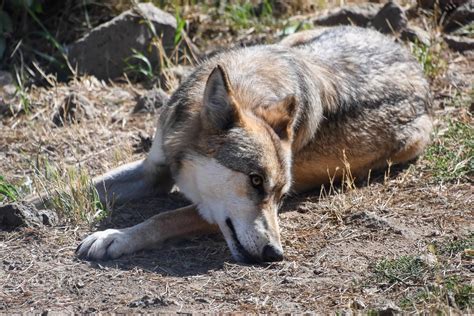 Free Picture Wild Carnivore Animal Wildlife Wolf Predator Fur