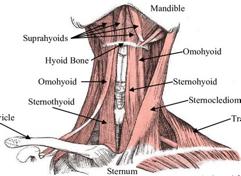 Anterior View Of The Superficial Muscles The Lateral Muscle Group