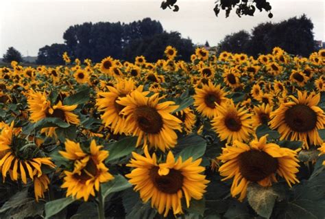 Flowerstory Sunflower