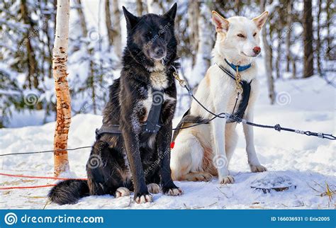 Husky Dogs In Sled In Lapland Finland Reflex Stock Image Image Of