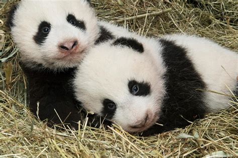 Tiergarten Schönbrunn Das Tagebuch Der Panda Zwillinge Gmxch