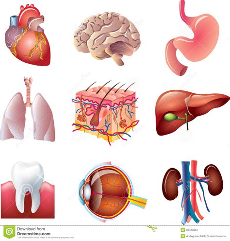 It was not on purpose, but if he had left the ball to me to slam, he wouldn't had fractured my finger. Human body parts set stock vector. Illustration of lung ...