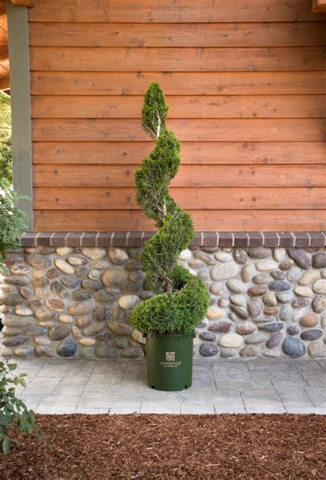 Care And Pruning For Decorative Topiaries Garden Therapy