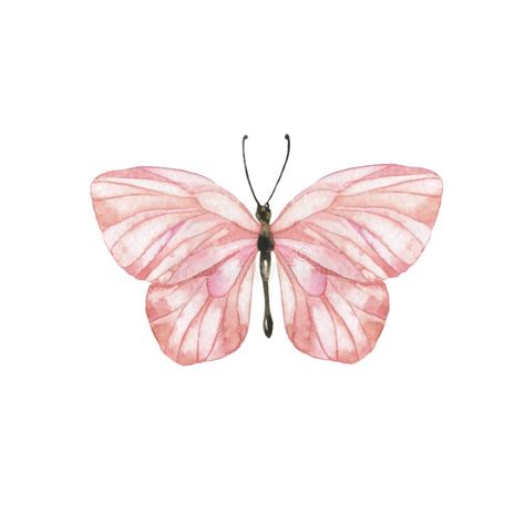 Pink Pastel Big Butterfly Watercolor Stock Photo Image Of Pink
