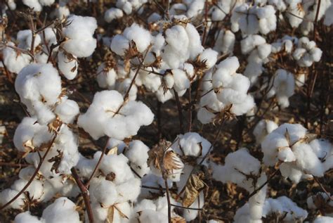 The Better Cotton Initiative: Making Sustainable Cotton Mainstream 