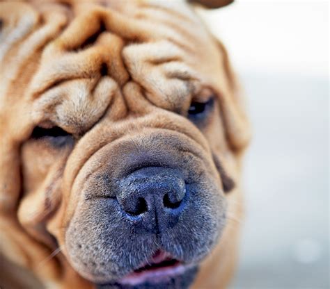 Chinese Shar Pei Dog Breed Information And Characteristics Daily Paws