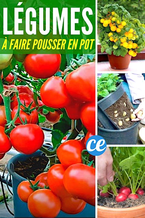 Fruits Et L Gumes Faire Pousser En Pot Sur Son Balcon