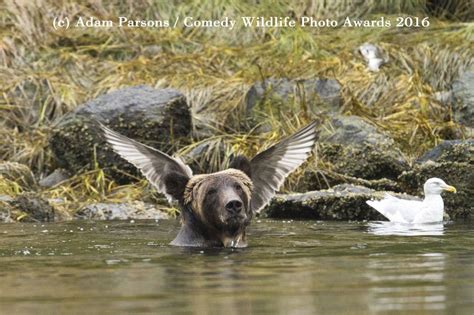 2016 Finalists Comedy Wildlife Photography Awards Conservation