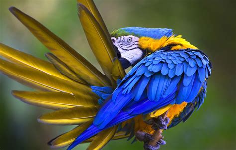 Wallpaper Bird Feathers Parrot Blue And Yellow Macaw Images For