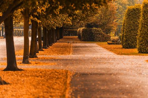 Nature Fall Trees Path Walk Colors Road Colorful Autumn Leaves Autumn