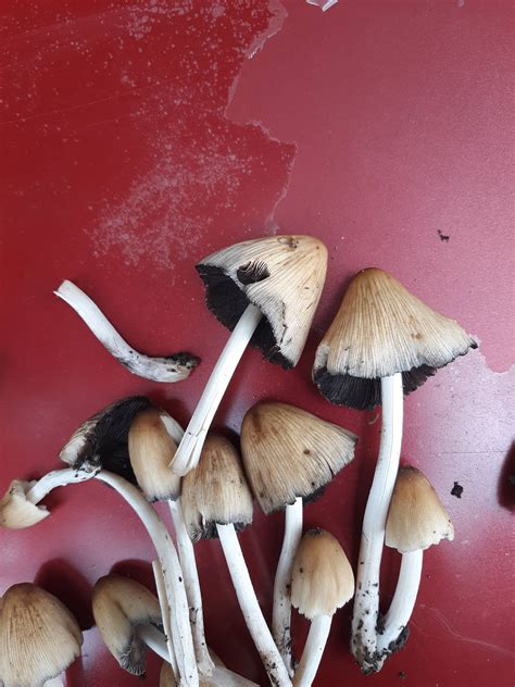 Oklahoma Mushroom Id Mushroom Hunting And Identification Shroomery