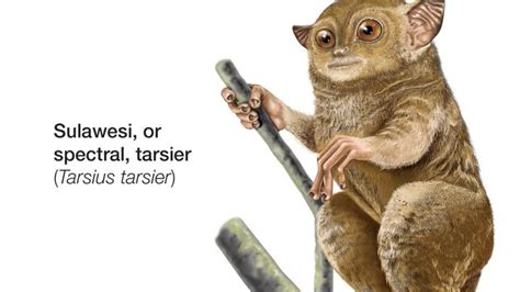 Tarsier Description Species Habitat And Facts Britannica