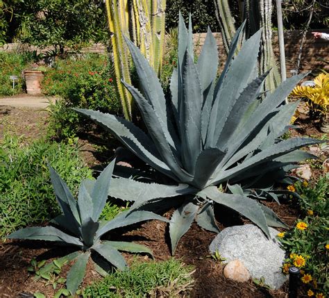 The Agave Tequilana Is Native To Jalisco Mexico Where The High