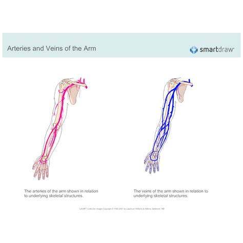 Arteries And Veins Of The Arm