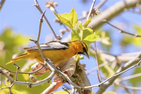 Bullocks Oriole Audubon Field Guide