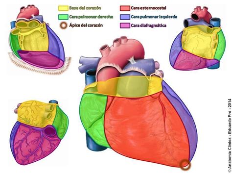 Anatomía Cardíaca Mind Map