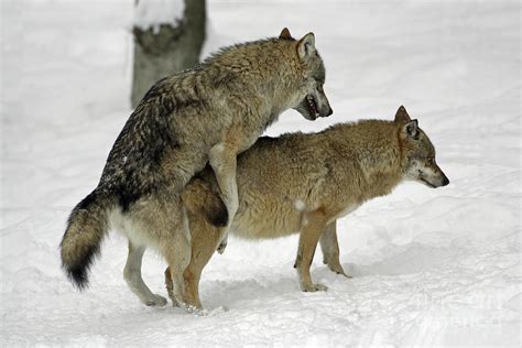 European Wolves Mating Photograph By Duncan Usher Fine Art America