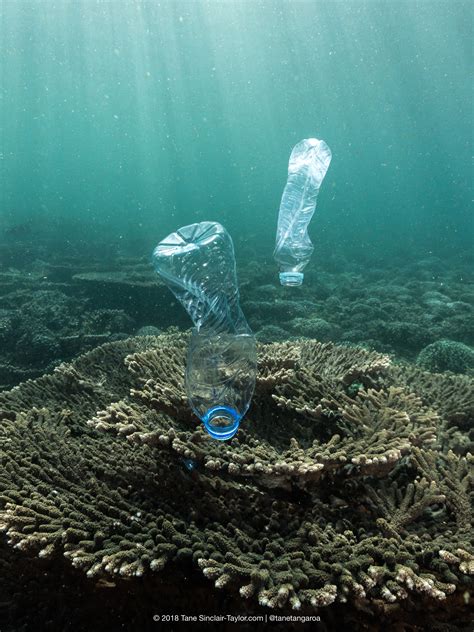 Are Plastic Eating Bacteria The Solution To Ocean
