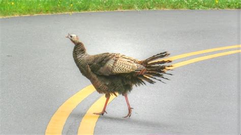 The chicken did not cross the road. Why Did The Turkey Cross The Road ? - YouTube