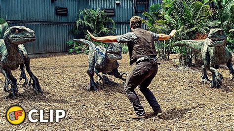 Raptors Training Stand Down Scene Jurassic World 2015 Movie Clip Hd 4k Youtube