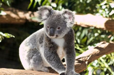 ¿dónde Viven Los Koalas Hábitat Alimentación Y Curiosidades