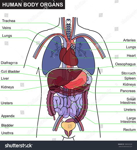 Human Body Organ Anatomy Stock Vector Royalty Free 188263220