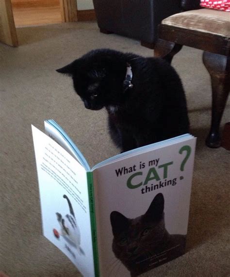 Top 10 Images Of Cats Reading Books