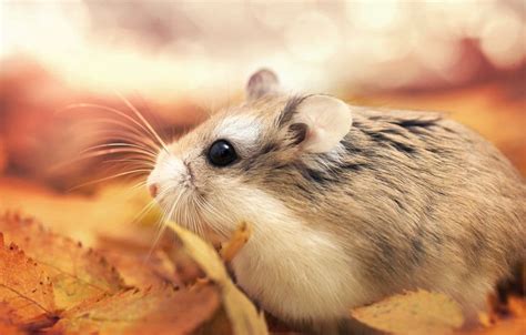 Determine Whether Or Not A Hamster Is The Right Pet For You Hamster