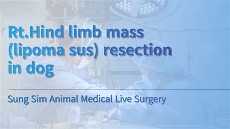 Warning Rthind Limb Mass Lipoma Sus Resection In Dog Sung Sim