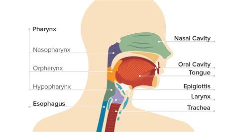 A given organ's tissues can be broadly categorized as parenchyma. Throat Cancer: Causes, Symptoms, and Diagnosis