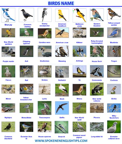 Birds Name List Of A Bird Name In English With Pictures Names Of
