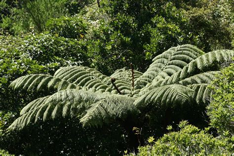Mamaku Black Tree Fern Cyathea Medullaris Ferns Of Kar Flickr
