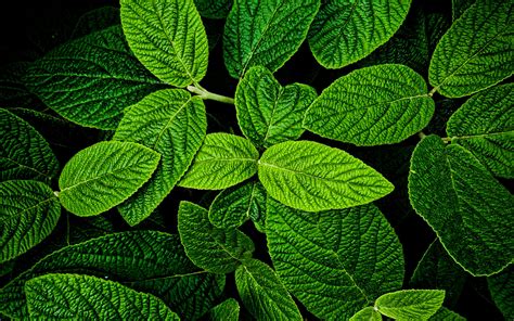 Download Wallpapers Mint Green Leaves Texture Plant Textures Leaves