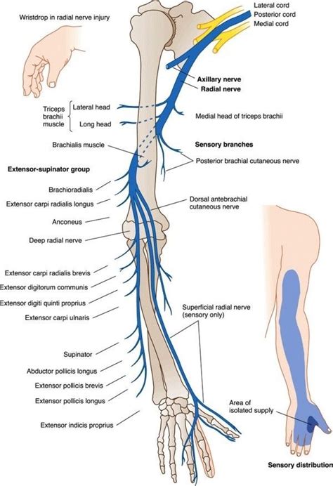 Learn more about their anatomy at kenhub! What is the best position to sleep in if your hands go numb while sleeping? - Quora