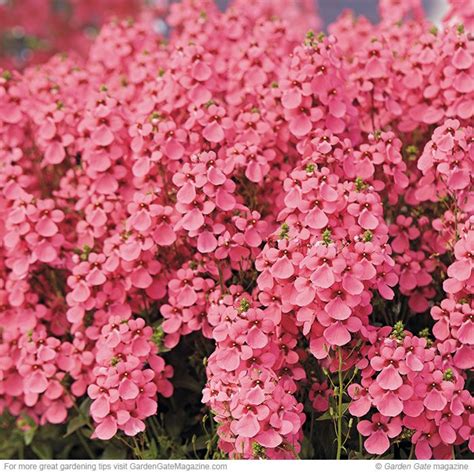 Check spelling or type a new query. Cool-weather color | Bright flowers, Plants and Flower