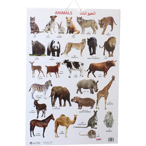 Dreamland Animals Chart Arabicenglish Jarir Bookstore Bahrain