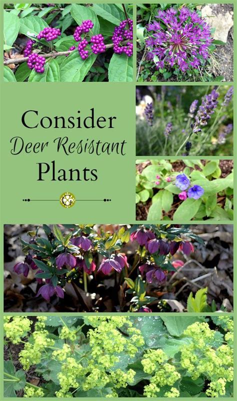 Deer Resistant Plants To Consider In This Years Garden Deer