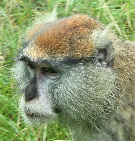 Patas Monkey A Patas Monkey At Woburn Safari Park England Flickr