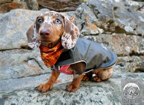 Warm Dachshund Fleece Coats That Actually Fit In 2020 Dachshund