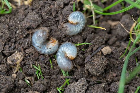 Signs Of Grubs In Your Lawn And How To Get Rid Of Them