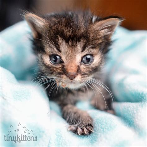 For instance, toys could be the most amazing things ever or totally frightening. Tiniest 5-week-old Kitten They Ever Rescued, What a ...