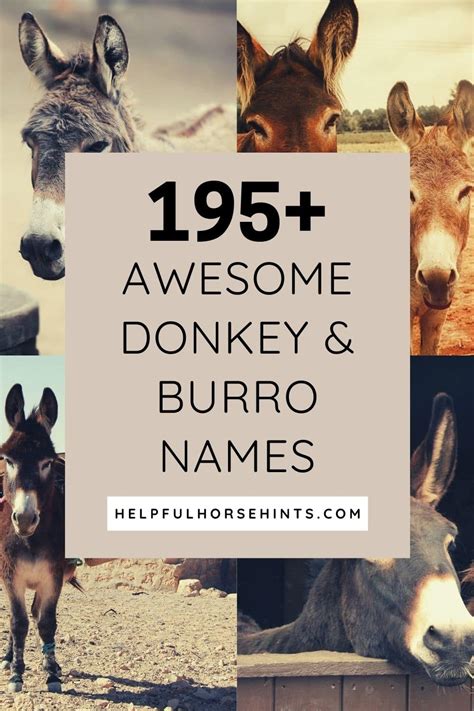 295 Awesome Donkey And Burro Names Helpful Horse Hints