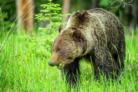 Grizzly Bear In Jasper National Park Photograph By Don White Fine Art