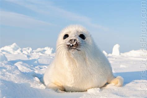 Curious Harp Seal Pup — Nature Photography Blog