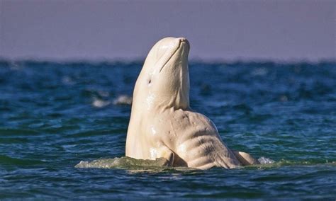 What Do Beluga Whales Eat Surfs Up Magazine